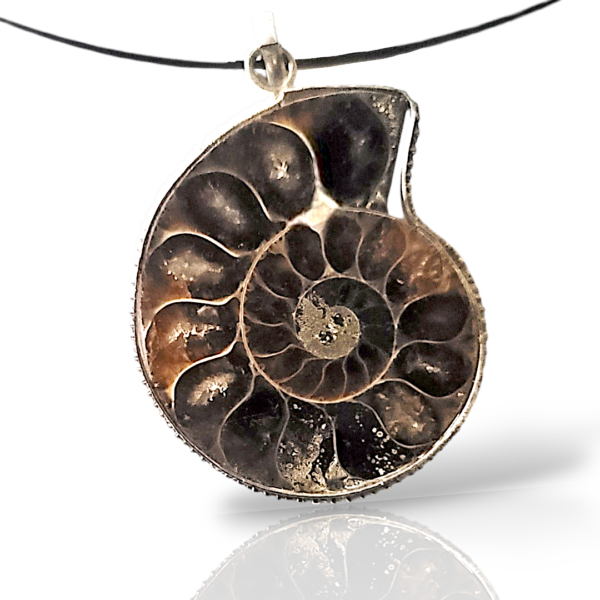 Ammonite